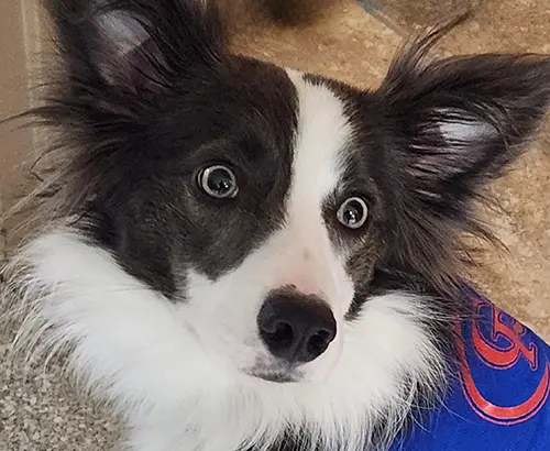 Annabella Emotional Support Dog